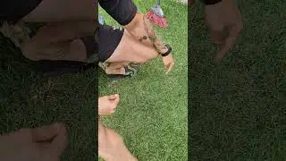 #любителихищныхживотных #смартфон #помощникветеринара