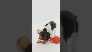 Fetch Made Easy! 🐶🎾 Teach Your Puppy to Retrieve Like a Pro!