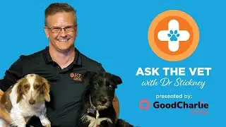 Ask the Vet LIVE! Deworming, Allergies, Microchips & More with Dr. Stickney