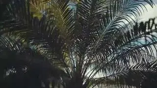 Away from Tree