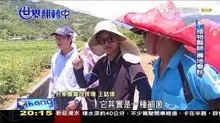 「植物醫師」精準治療，建立安全用藥觀念！世界翻轉中 20170827