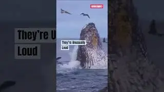 Fascinating Blue Whale Facts🐳 #shorts #whale #seaanimals #viral
