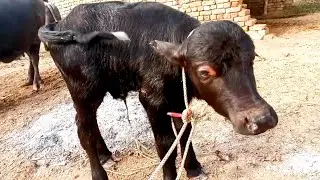buffalo baby so cute😱😱