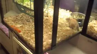 Getting My 3 New Gerbils!