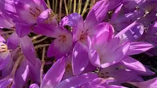 Winter Crocus Flower