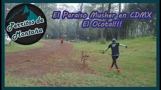 EL OCOTAL, EL PARA&Iacute;SO MUSHER!!