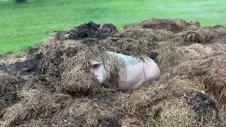 Pig Trudy Lost In A Storm!