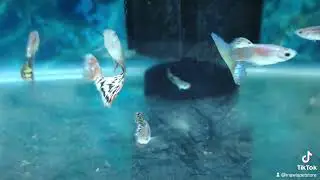 Variegated and Albino Variegated Guppy