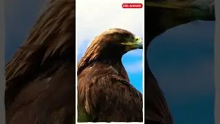eagle sky king, eagle, 💥💥😀👍 #shorts #short #shortsvideo #viral