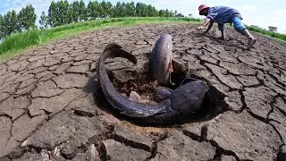 OMG! A fisherman catch a lot of fish and pick duck eggs by hand in meadow at dry season