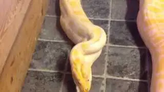 14 fod long Burmese Python vs big rabbit HD