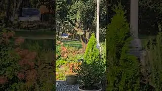 🕊 Just a peaceful setting w/ Hummingbird activity.  #garden #animal #hummingbird #peacefulvibes