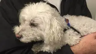 Aspiration example - Daisy the toy poodle breathing sounds (before it becomes aspiration pneumonia)