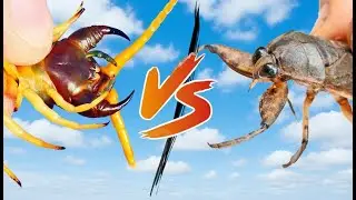 CENTOPÉIA DO DESERTO vs INSETO AQUÁTICO GIGANTE! | Comparação dos Mordidos Mais Doídos