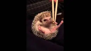Viral Video UK: Cute hedgehog feeding