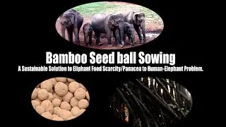 SEED BALL SOWING//A Sustainable Solution//Elephant Food Scarcity//  Human-Elephant Conflict