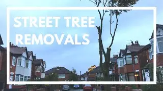 UK Arborists Remove A Full Street Of Trees