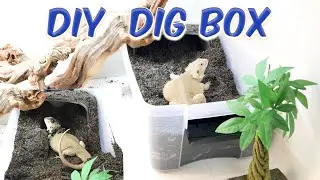 HOW TO CREATE A DIG BOX FOR A GRAVID BEARDED DRAGON