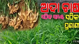 ଛାତ ରେ ଅଦା ଚାଷ  Odia Village Live gardening channel 🙏 subscribe 🙏 s