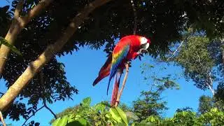 Knini Paati Suriname