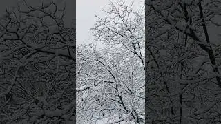 #winter #wintermood #smowfall #зновузима