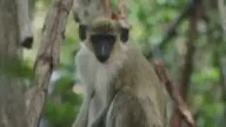 Monkeys near Florida airport delight visitors