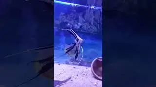 Big Angel fish new aquarium setup #aquarium #viral #trending #trend #shortsfeed @fishes22