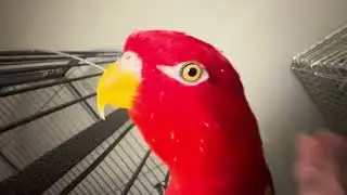 Bird and bird and bird and birb🍅🍋🥝🥚