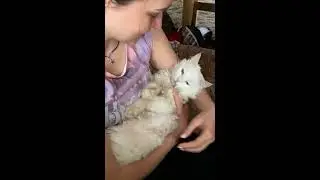 Через 30 минут⌛️после Нежной кастрации 🐈 кота.
