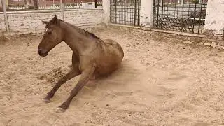 Horse rolling in sand ! Joy rolling 🐎 #horse #horseriding #farmlife #animals #nature
