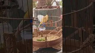 Chim Hoàng yến hót căng