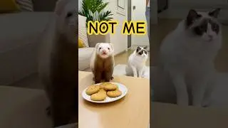 Caught again?No not me.😭 #cat #funny #miumiu #cute #kitten #ferret