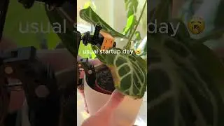 doing stuff #plantcam