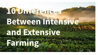 10 различий между интенсивным и экстенсивным земледелием