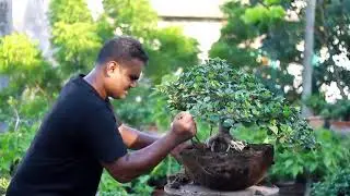 How to transfer Big tub to Bonsai pot Ficus Green Island Bonsai for Beginner | Bonsai at Rajshahi |