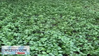 25 Vinca Minor Periwinkle Creeping Myrtle Perennial Evergreen Ground Cover Review