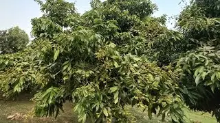 দিনাজপুর লিচু বাগান - Dinajpur Lychee Garden   | Online Dinajpur Lichu Shop  #দিনাজপুরেরলিচু #লিচু