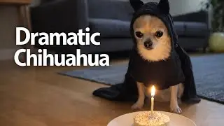 The most dramatic chihuahua in the world🤣P.9