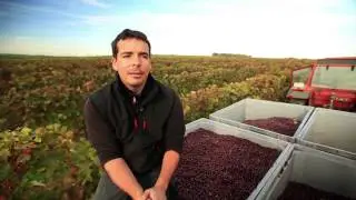 Mechanical Harvesting