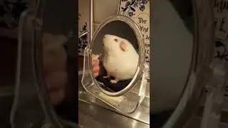 Guinea pig with Ruby red eyes
