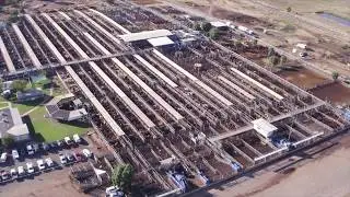 Roma Sale yards