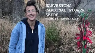 Harvesting Cardinal Flower Seeds