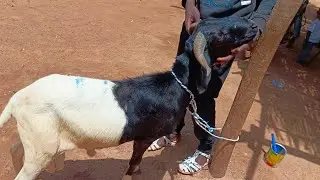 Oustaz Drissa Sangaré Ayatoullah WhatsApp +22371466409/07091846