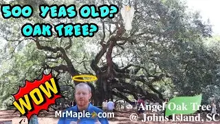 500 Year Old Angel Oak Tree @ Johns Island, South Carolina ~ One Of The Largest Oak Trees East Coast