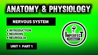 Nervous System | Neurons | Neuroglia | Types Of Neurons | Human Anatomy And Physiology - ll