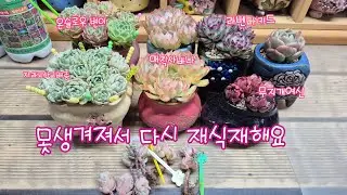 25.5.8.아픈애.덜이쁜애.다시 재식재해요 #다육이 #다육식물