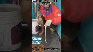 Silent Killer,Common Krait No 1 Venmous Snake in Asia 😳