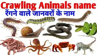 Crawling Animals Names in English with Pictures | Kids Learning Video