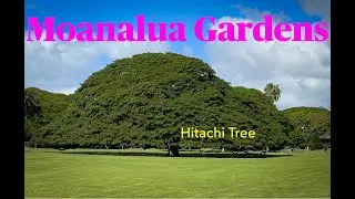 Introduction to Moanalua Gardens, Oahu