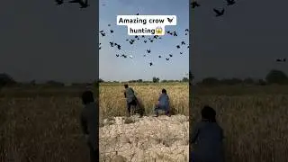 Amazing crow hunting🐦&zwj;⬛😱 #youtubeshorts #birds #hunting #shortvideo #viralshorts #trendingshorts